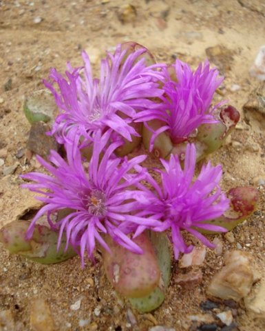 Diplosoma retroversum flowers